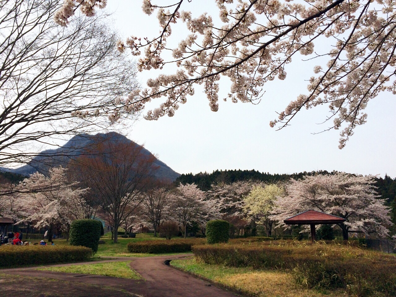 お花見bbq 船尾自然公園 でんちんのキャンプ日記